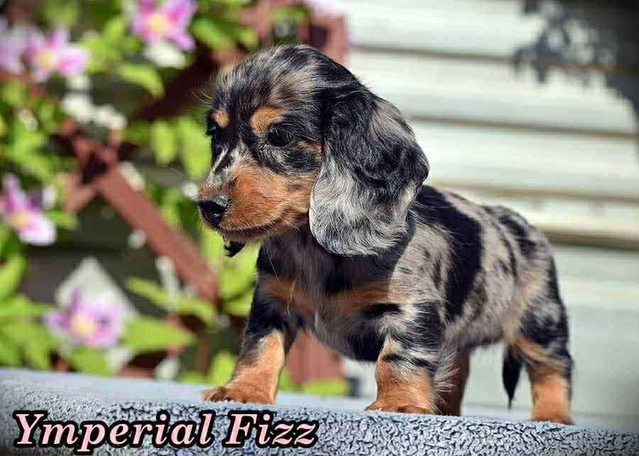 Ymperial fizz itsy bitsy