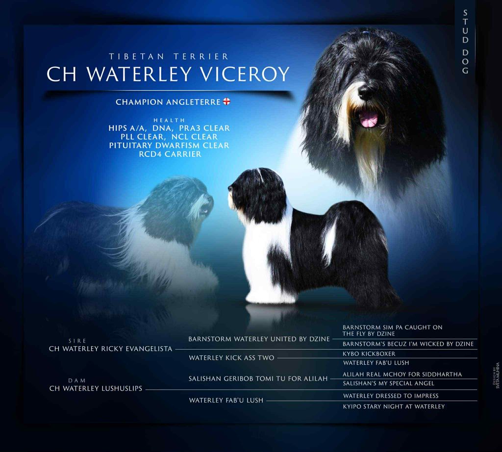 CH. waterley Viceroy