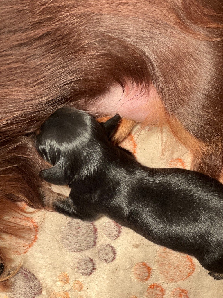 Chiot Teckel poil long Original Serie