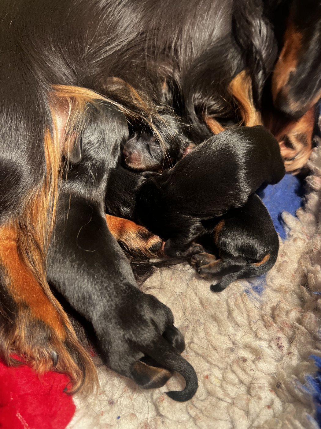 Original Serie - Teckel poil long - Portée née le 03/04/2026