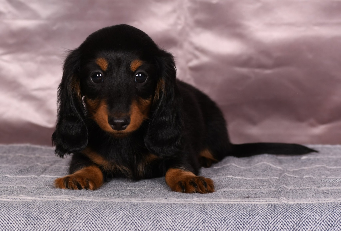 Original Serie - Chiots disponibles - Teckel poil long