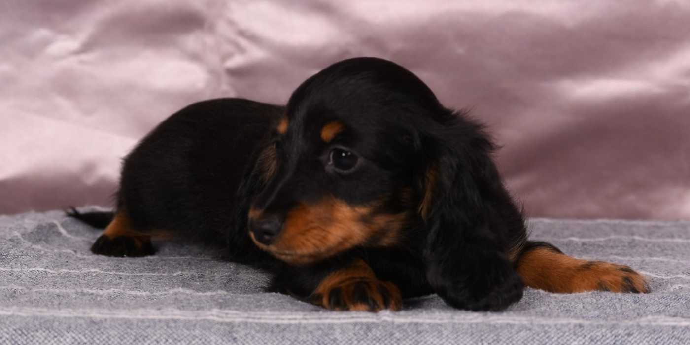 Original Serie - Chiots disponibles - Teckel poil long