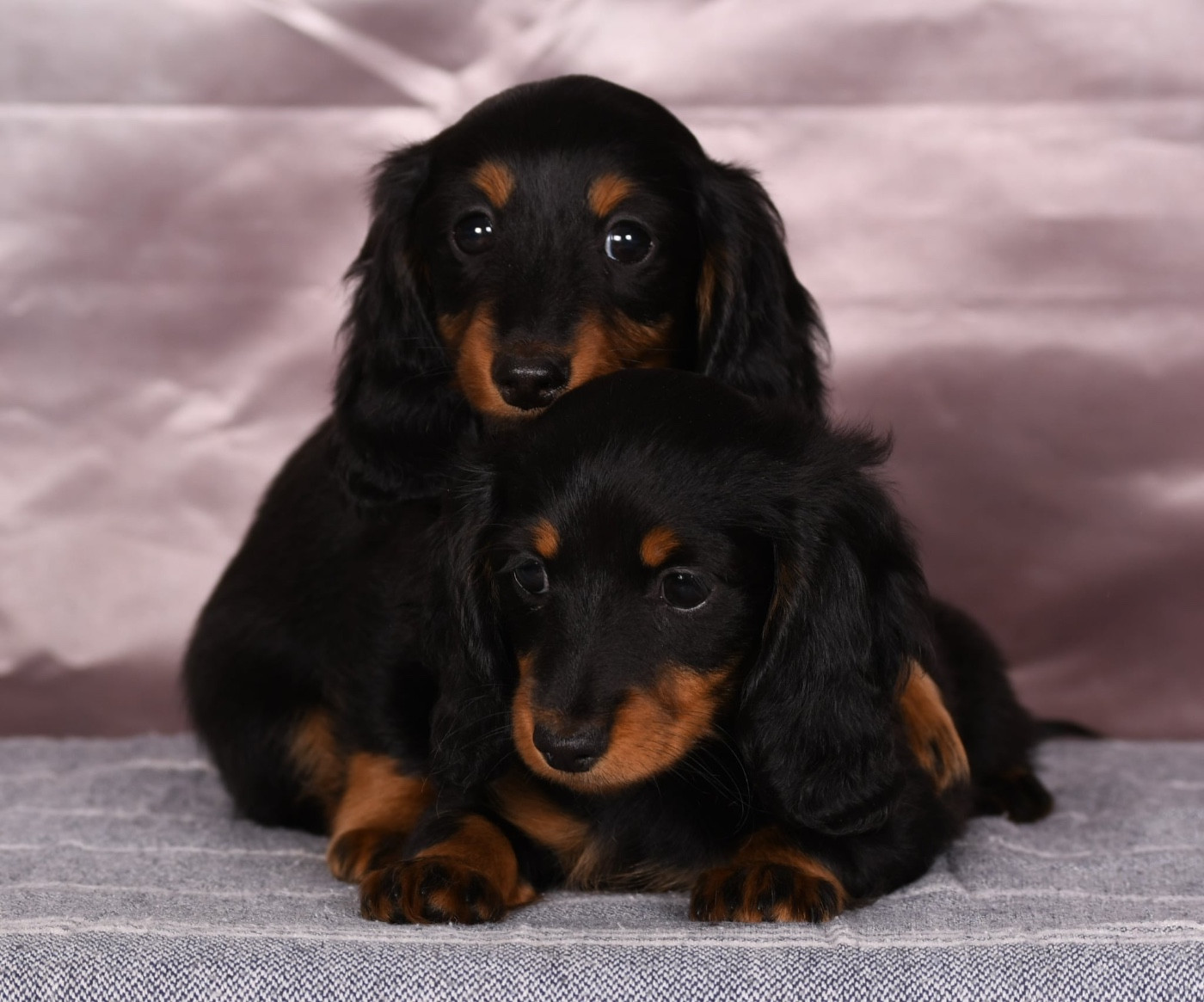 Chiot Teckel poil long Original Serie