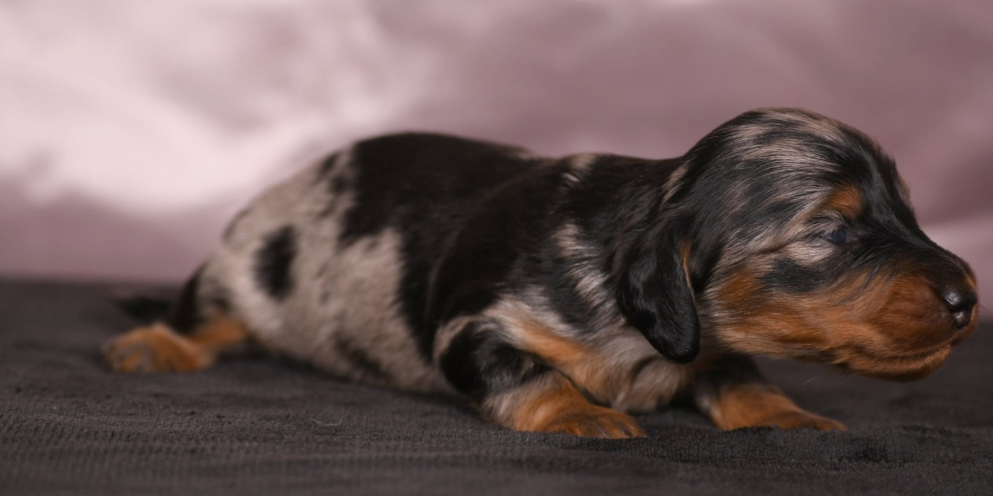 Original Serie - Chiots disponibles - Teckel poil long