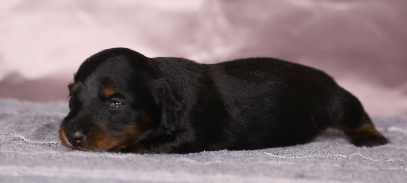 Original Serie - Chiots disponibles - Teckel poil long
