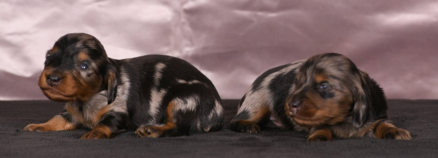 Chiot Teckel poil long Original Serie