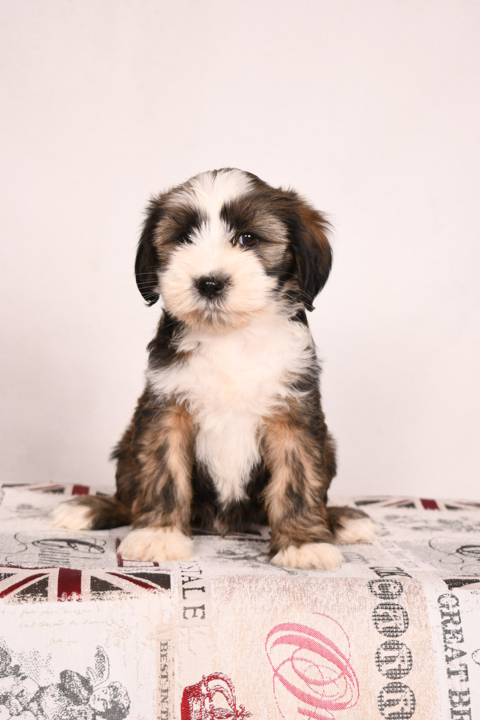 Original Serie - Chiots disponibles - Terrier Tibetain