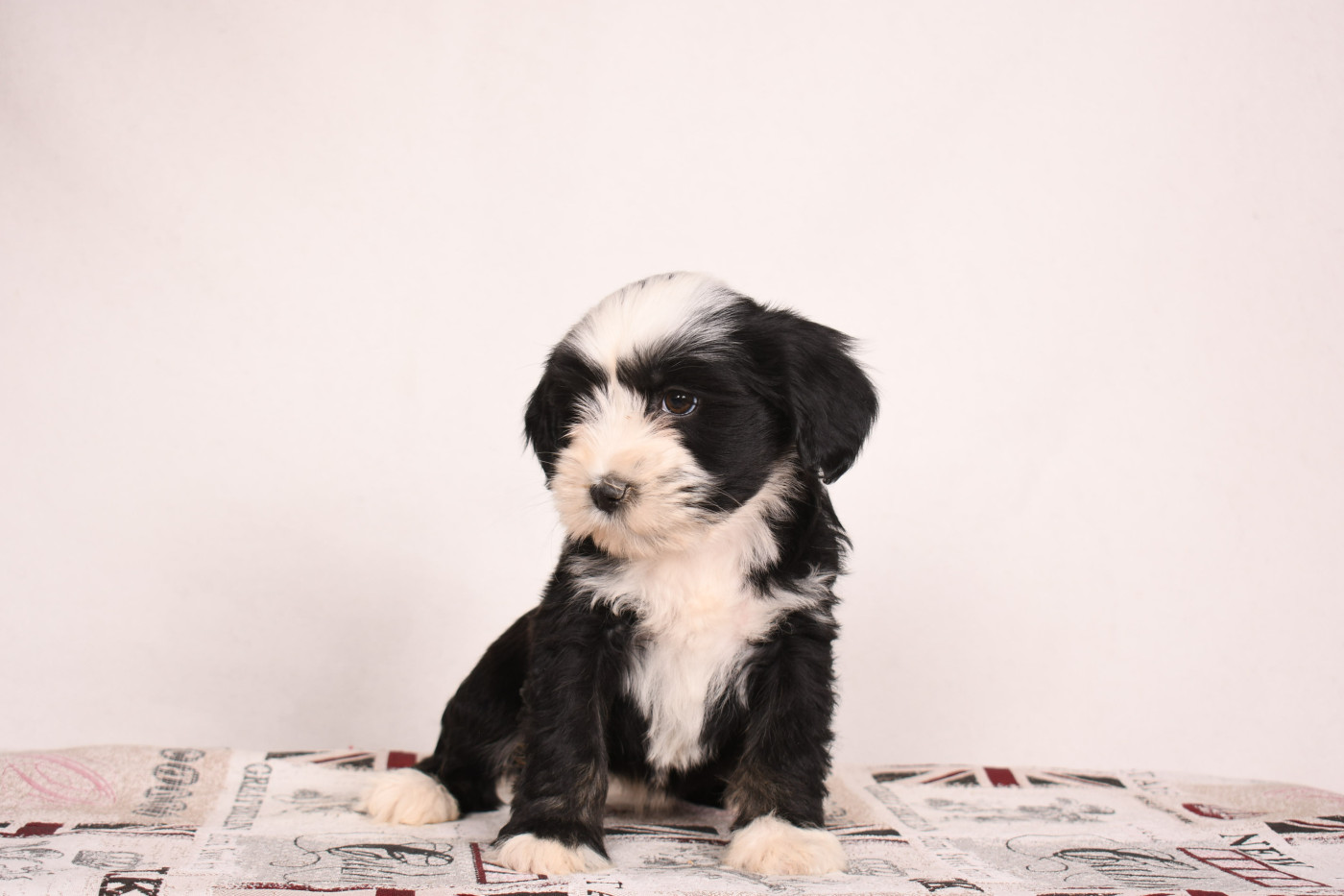 Original Serie - Chiots disponibles - Terrier Tibetain