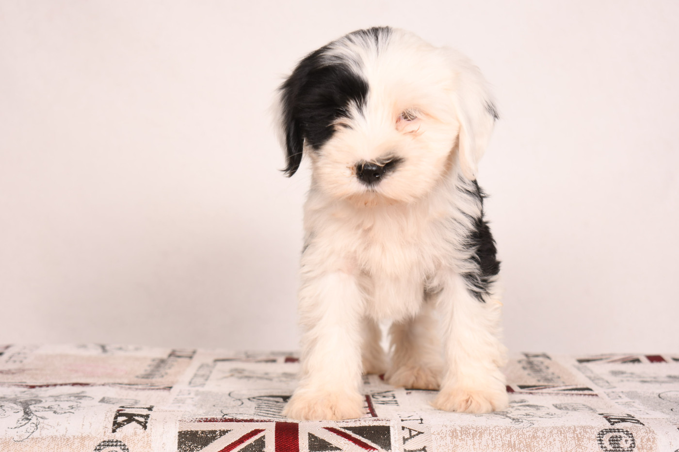 Original Serie - Chiots disponibles - Terrier Tibetain