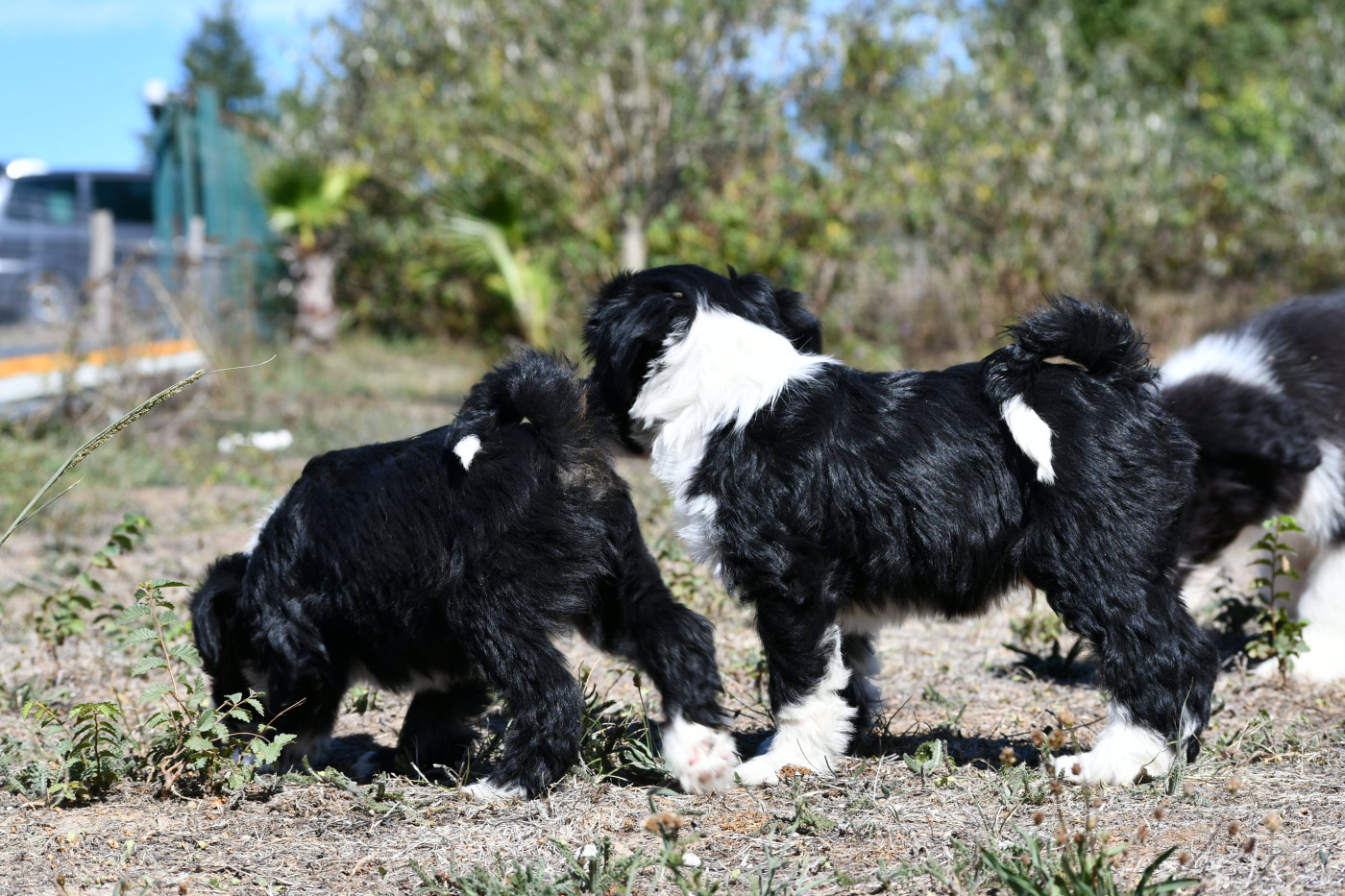 Chiot Terrier Tibetain Original Serie