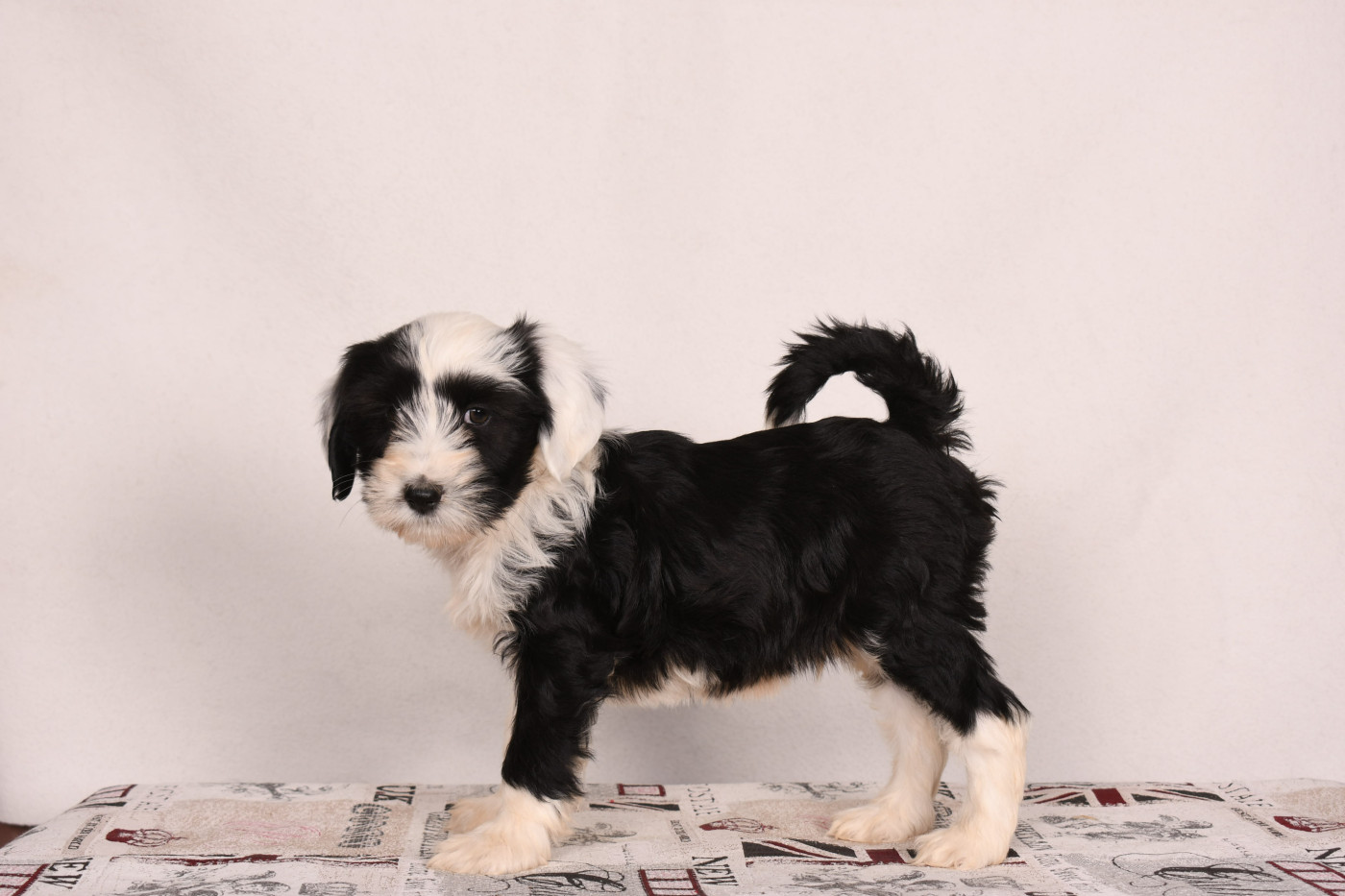 Original Serie - Chiots disponibles - Terrier Tibetain