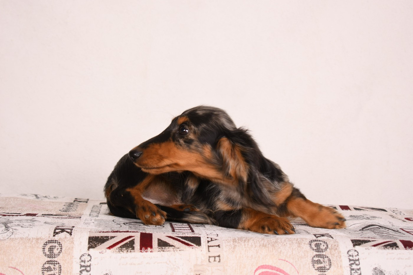 Original Serie - Chiots disponibles - Teckel poil long