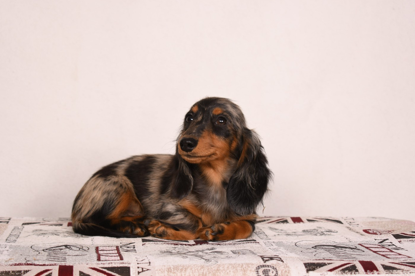Original Serie - Chiots disponibles - Teckel poil long
