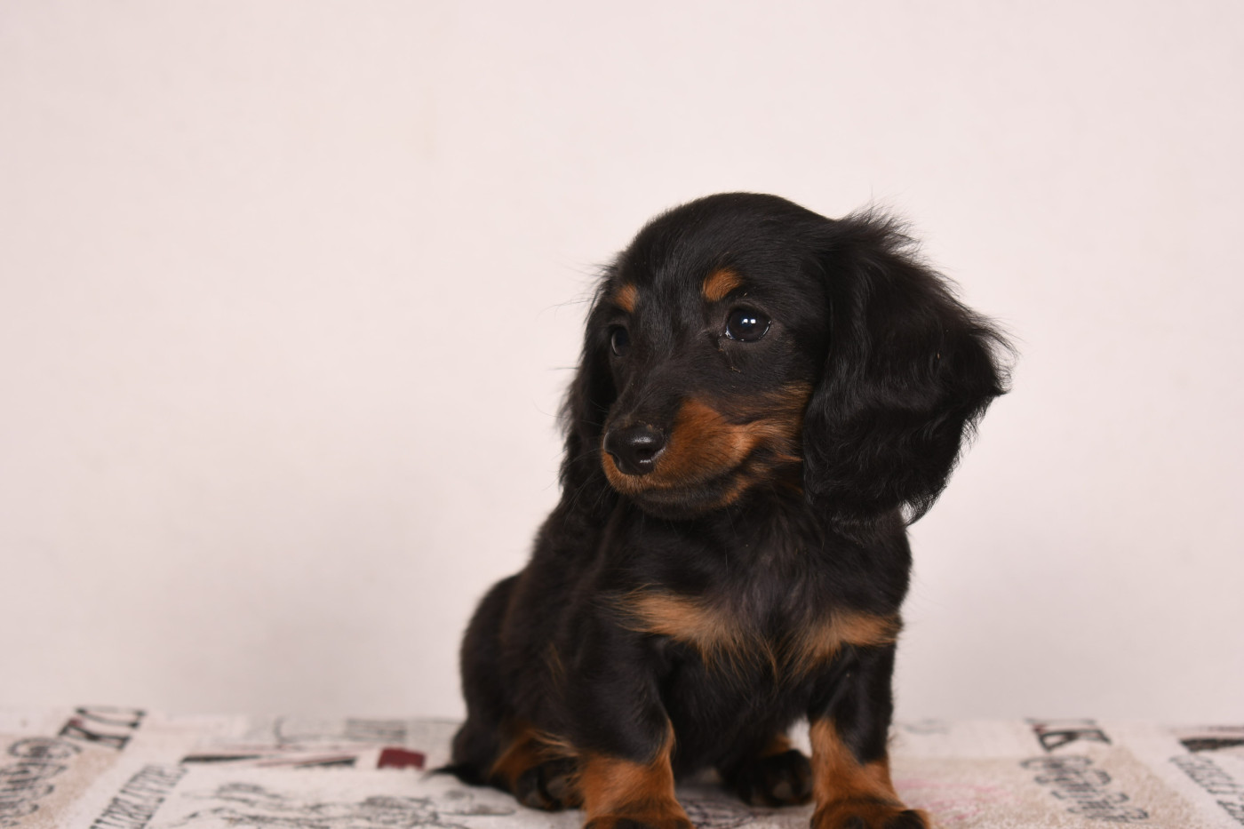 Original Serie - Chiots disponibles - Teckel poil long