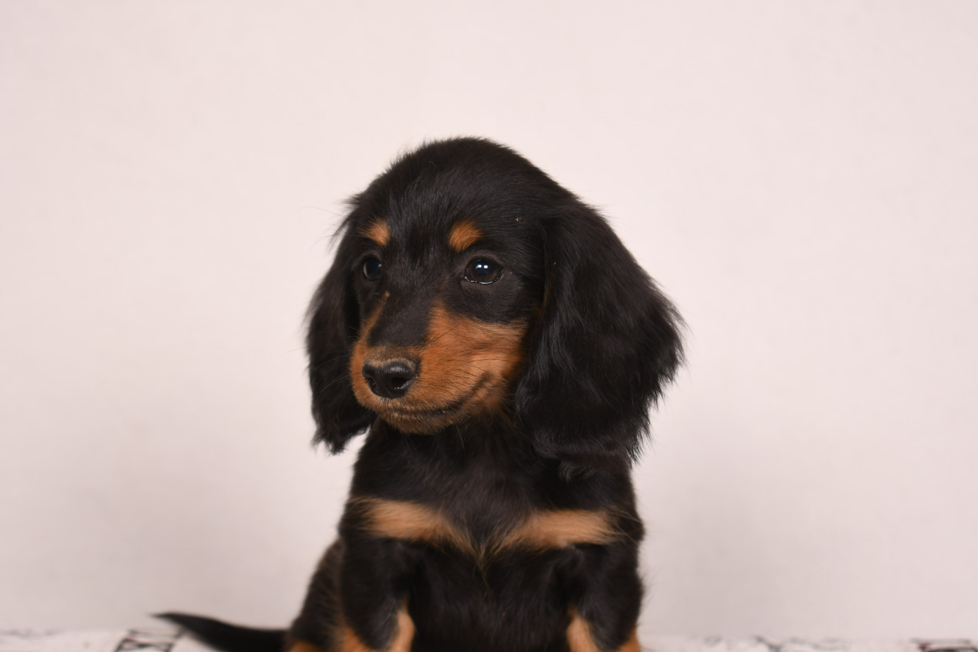 Original Serie - Chiots disponibles - Teckel poil long