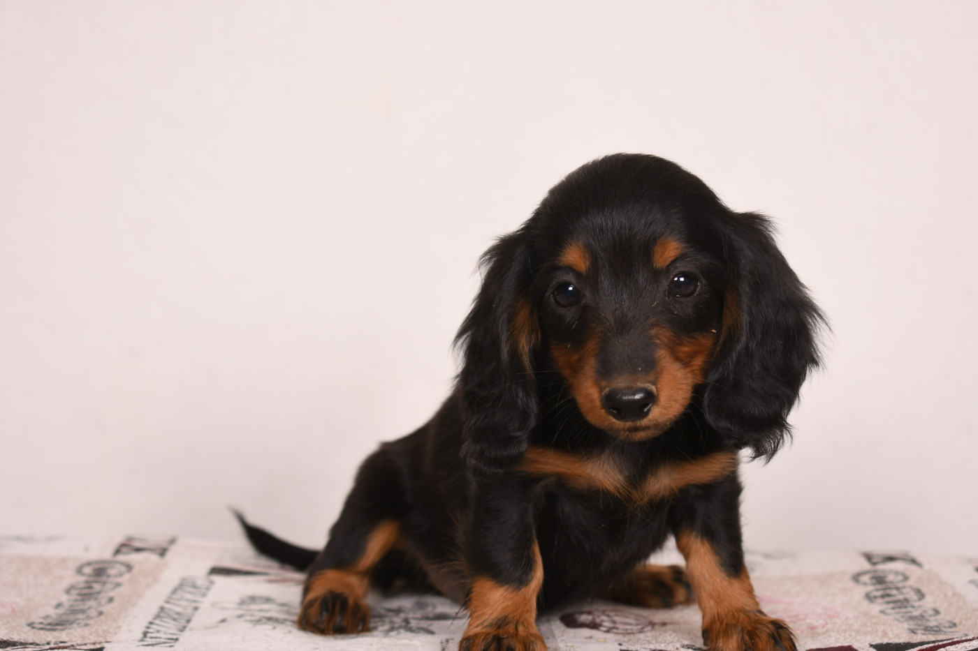 Original Serie - Chiots disponibles - Teckel poil long