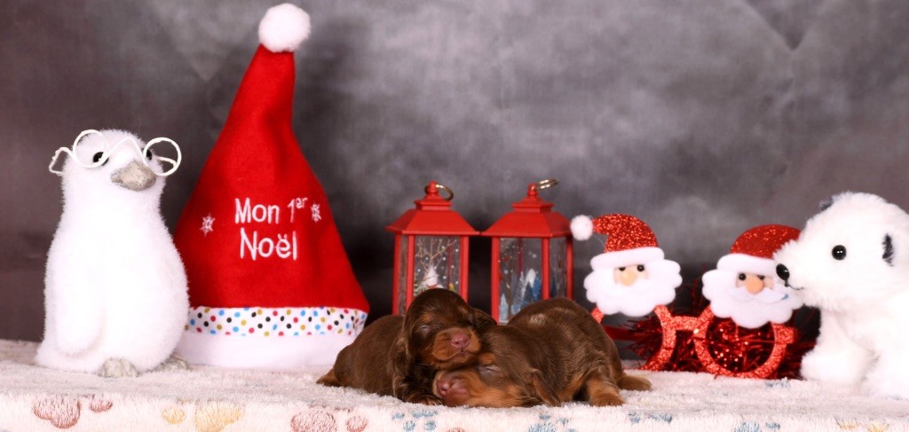 Chiot Teckel poil long Original Serie