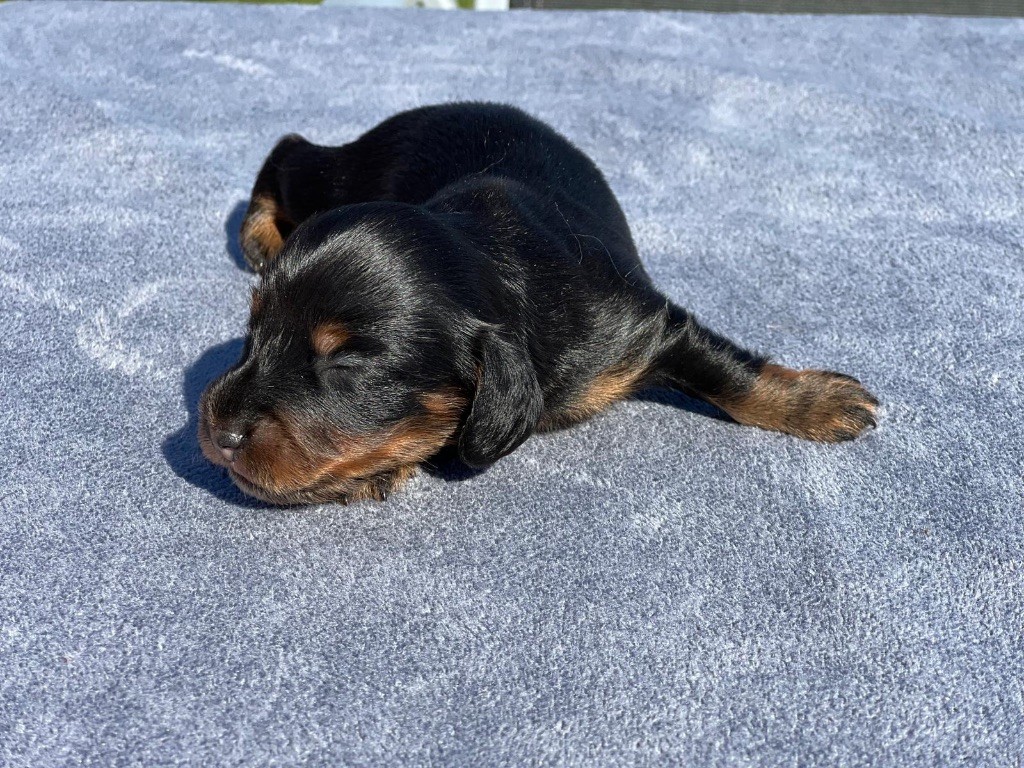 Original Serie - Chiots disponibles - Teckel poil long