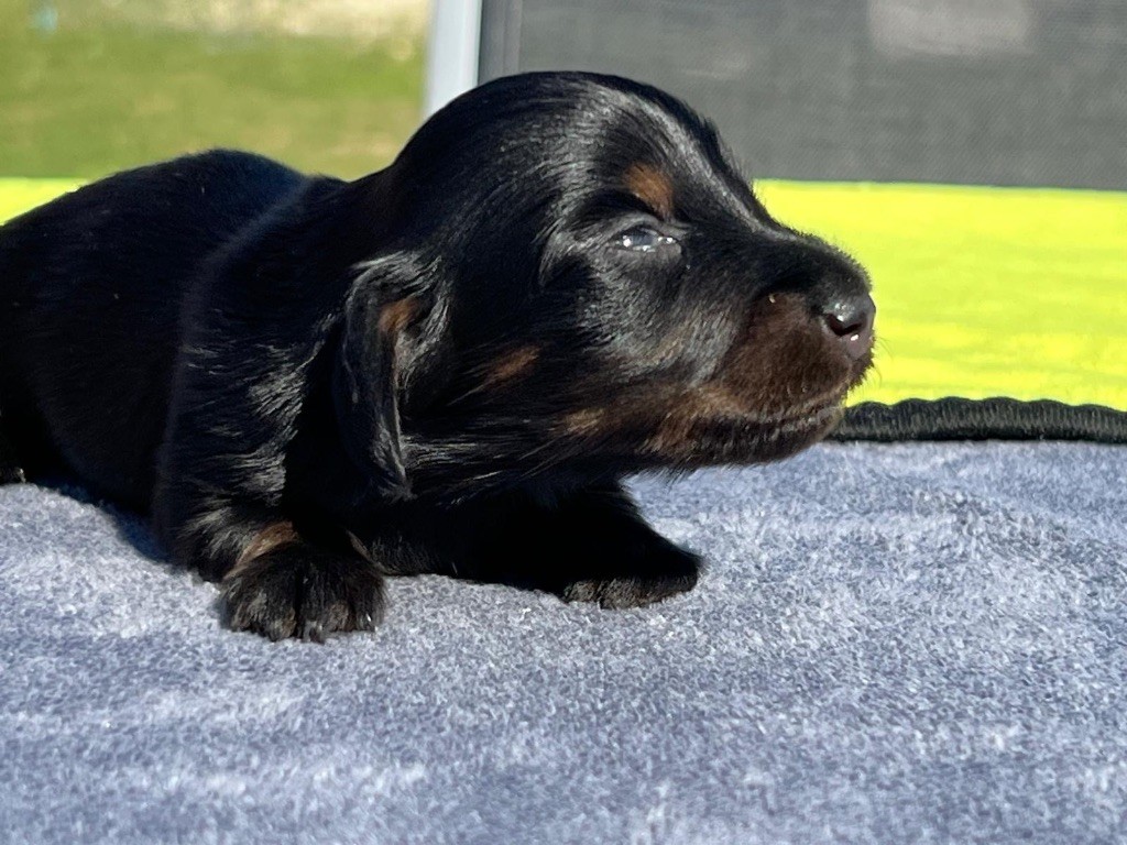 Original Serie - Chiots disponibles - Teckel poil long