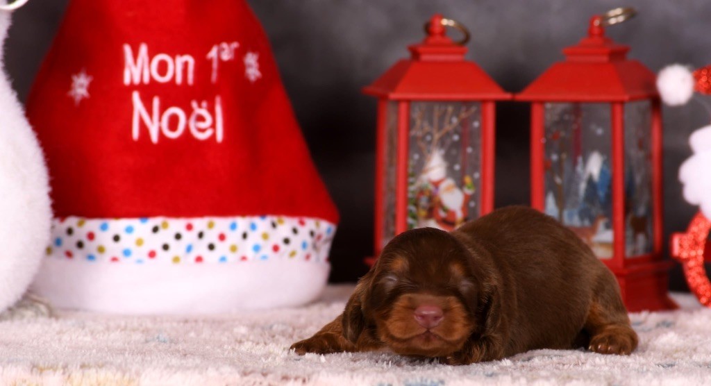 Original Serie - Chiots disponibles - Teckel poil long