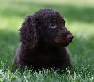 Arlo