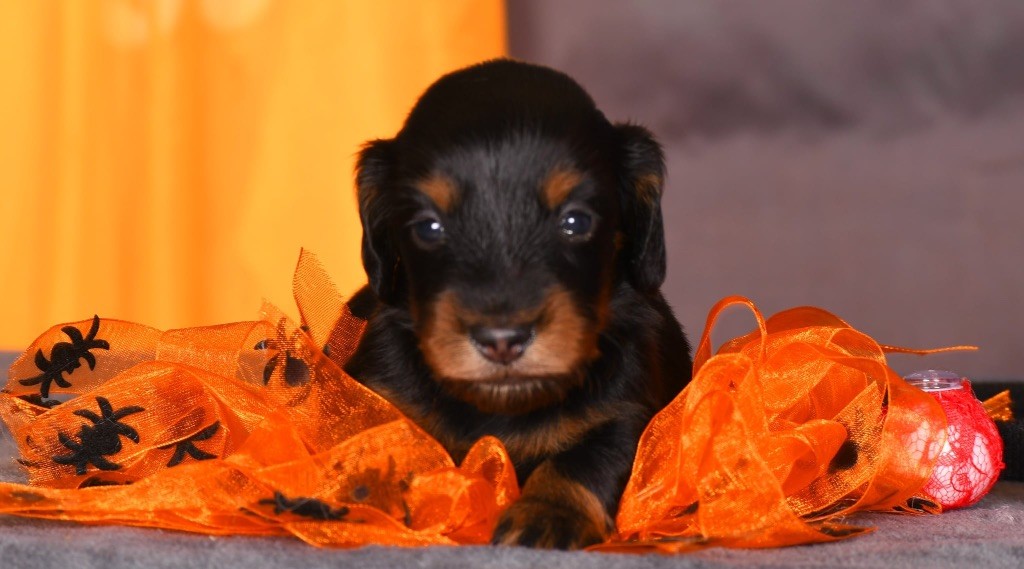 Original Serie - Chiots disponibles - Teckel poil long