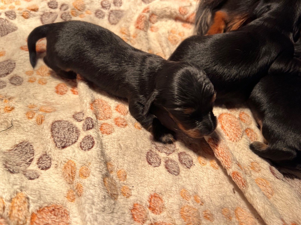 Chiot Teckel poil long Original Serie